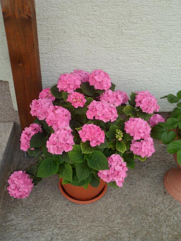 Vacation Home Kuca Za Odmor Красно-Поле Экстерьер фото